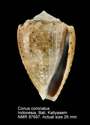 Conus coronatus (2).jpg - Conus coronatusGmelin,1791
